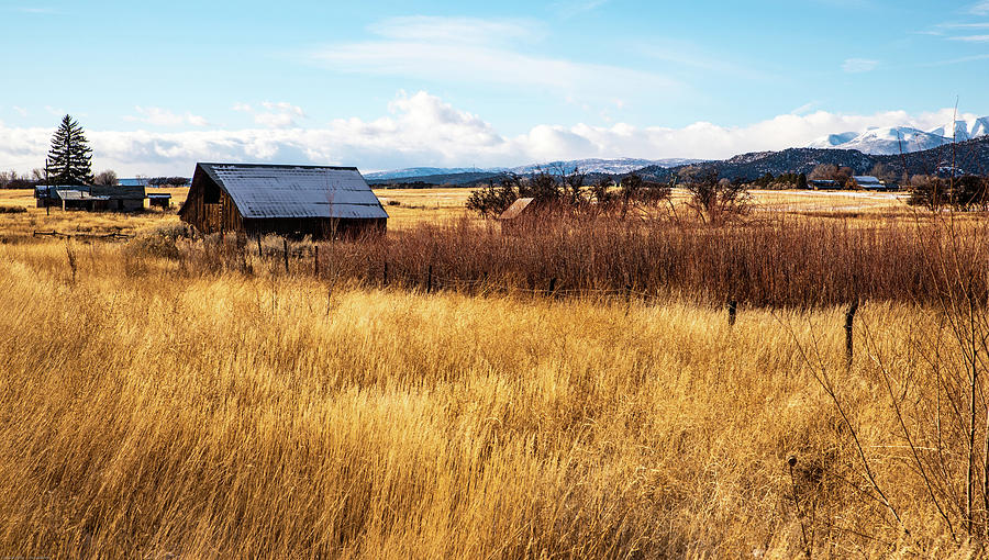Old Barn Yellow Grass White Mountains Photograph by Tom Cochran