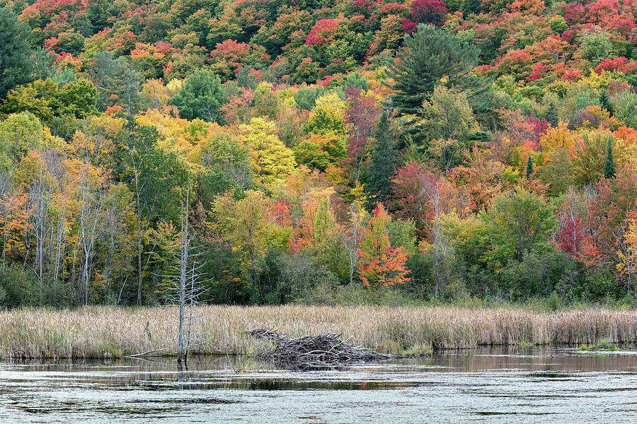 Old Beaver Lodge in Gatineau Park Photograph by Michael Russell