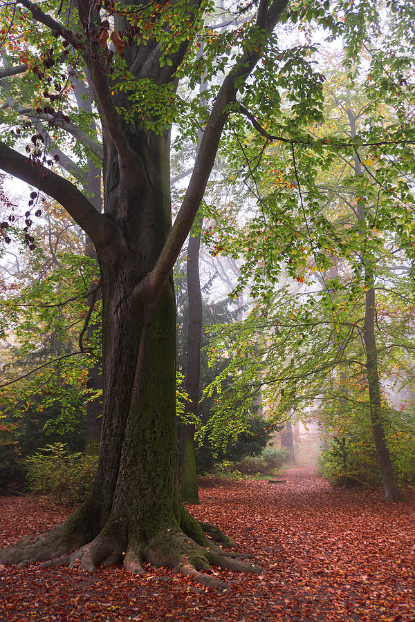 Old Beech Tree in Late Autumn Photograph by Jenny Rainbow