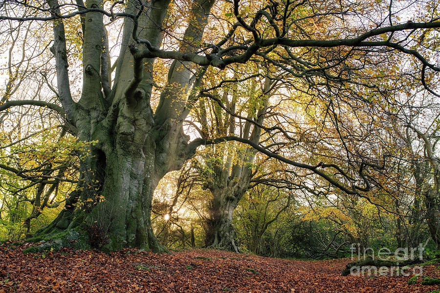 Old Beech Trees Photograph by Tim Gainey