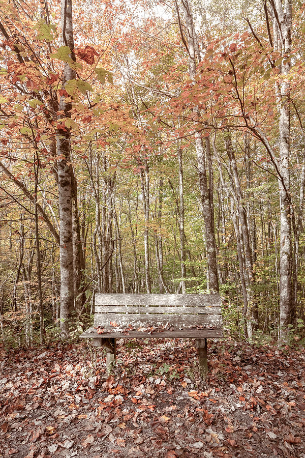 Old Bench in the Fallen Leaves Creeper Trail in Autumn Fall Farm Photograph by Debra and Dave Vanderlaan