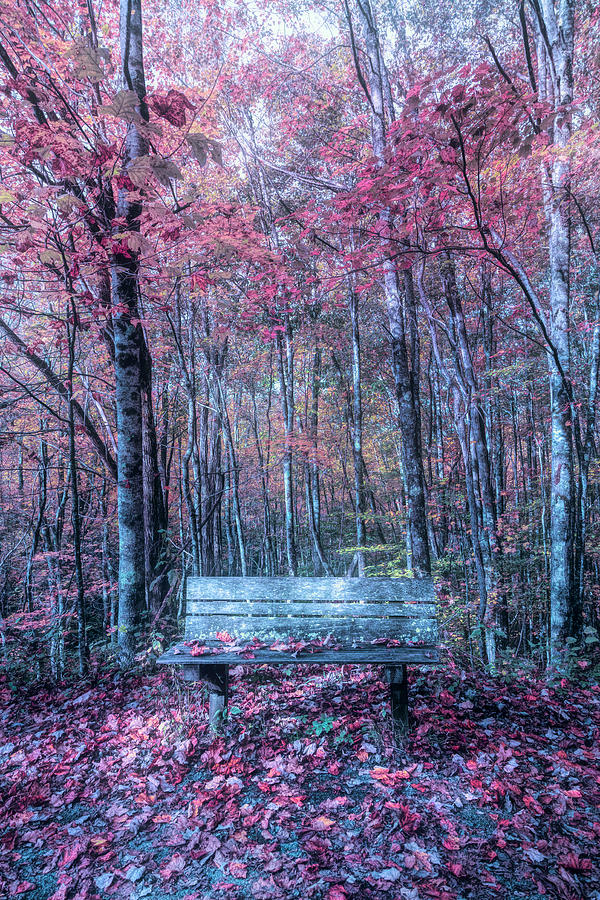 Old Bench in the Fallen Leaves Evening Creeper Trail in Autumn F Photograph by Debra and Dave Vanderlaan