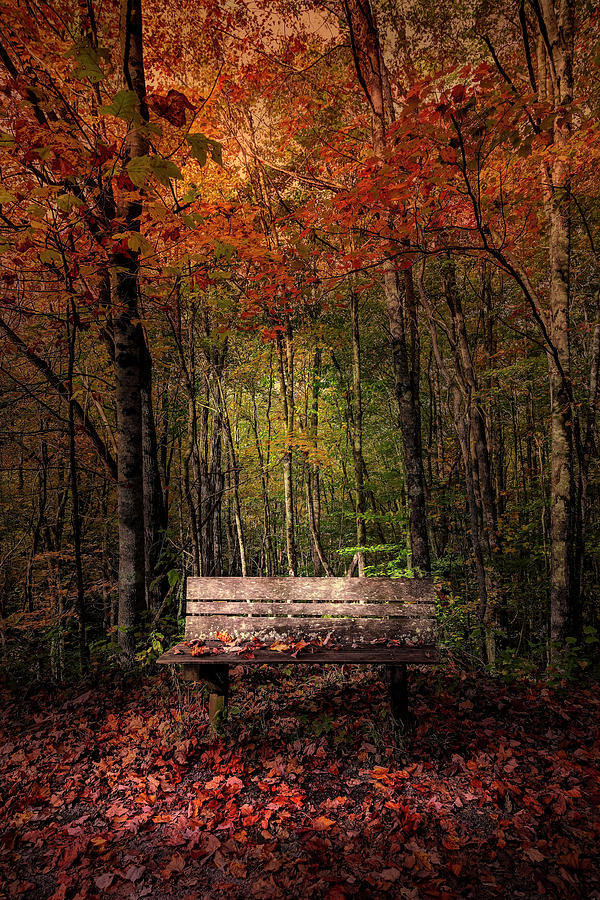 Old Bench in the Fallen Leaves Night is Falling Creeper Trail in ...