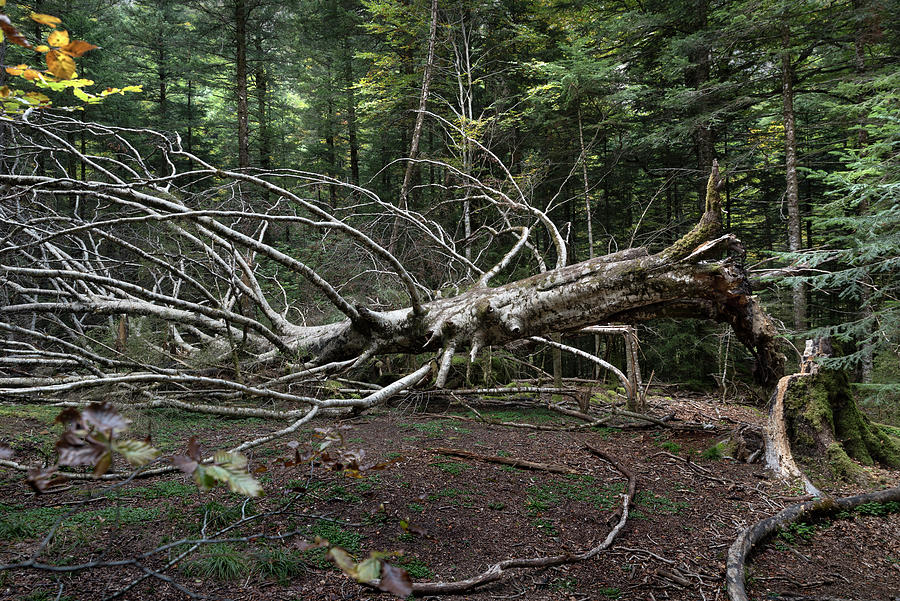 Old big fallen tree in the forest Photograph by RicardMN Photography