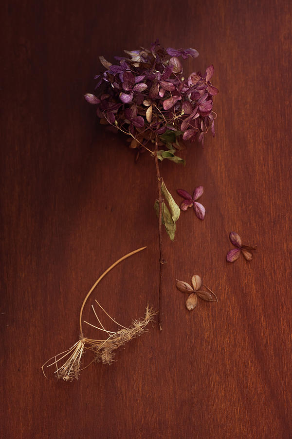 Old Blooms On Board Photograph by Sue Capuano - Fine Art America