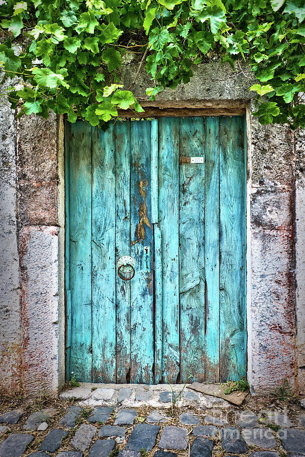 Old blue door with vine Photograph by Delphimages Photo Creations