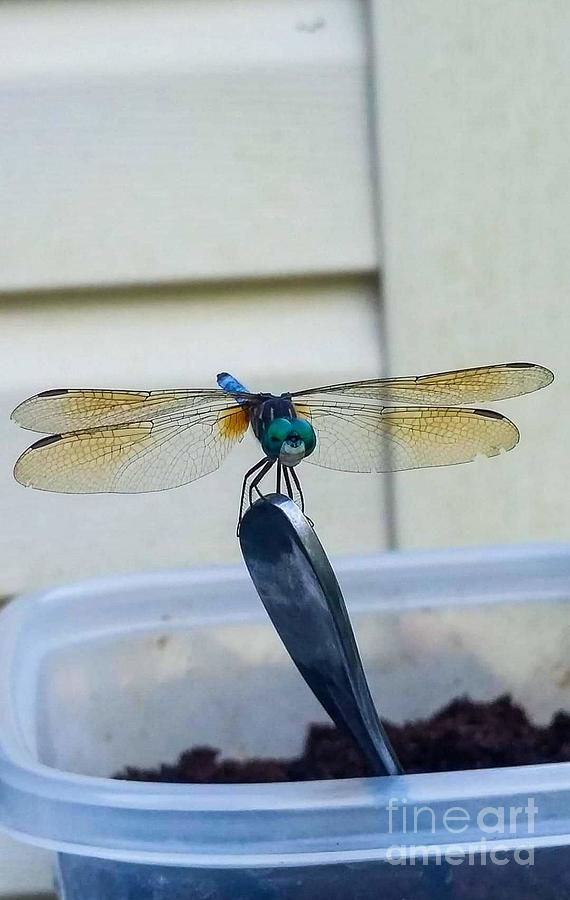 Old Blue Eye by Shelly Crutchley