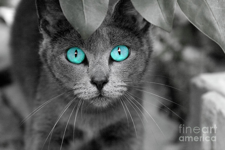 Old Blue Eyes Photograph by Renee Spade Photography