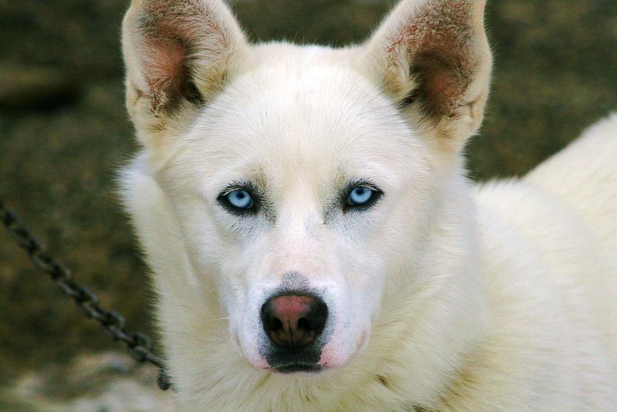 Old Blue Eyes Photograph By Ron Dodson - Fine Art America