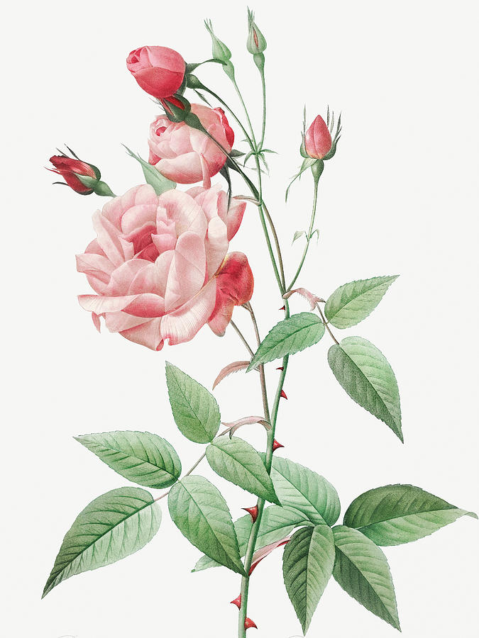 Pierre Joseph Redoute Painting - Old Blush China, Common Rose of India, Rosa Indica Vulgaris by Pierre Joseph Redoute