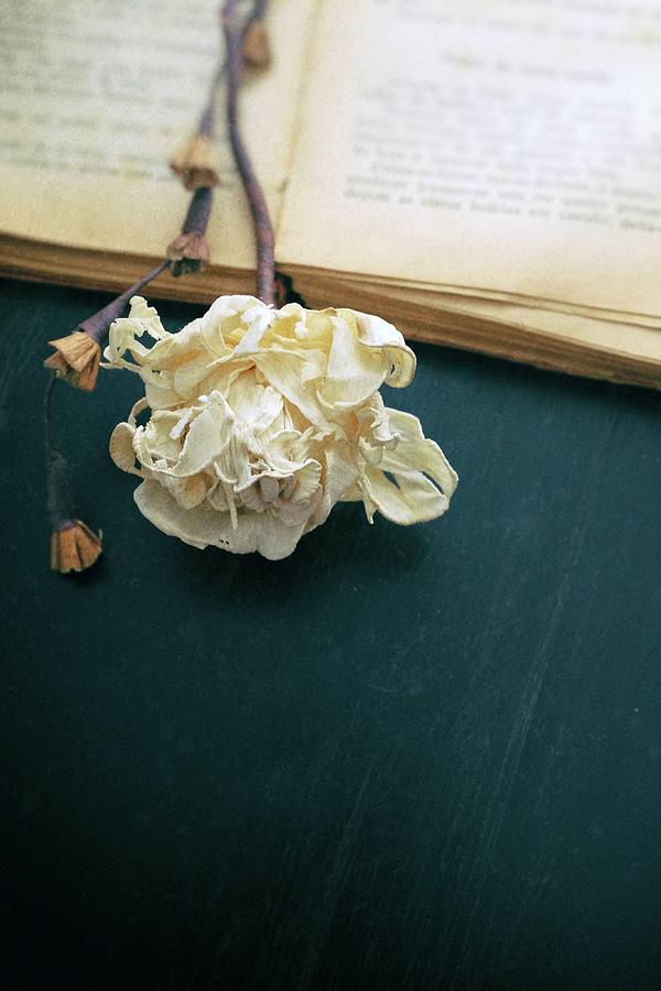 Old Book and Flower 2 Photograph by Carlos Caetano
