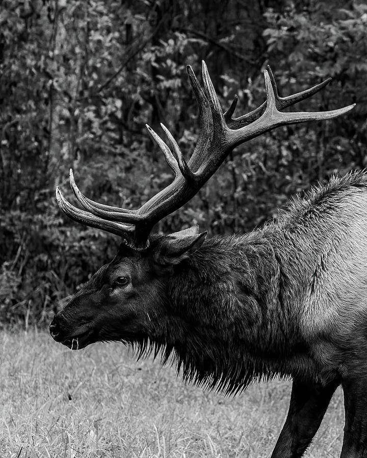 Old Bull Black and White Photograph by Deborah Palmer - Fine Art America