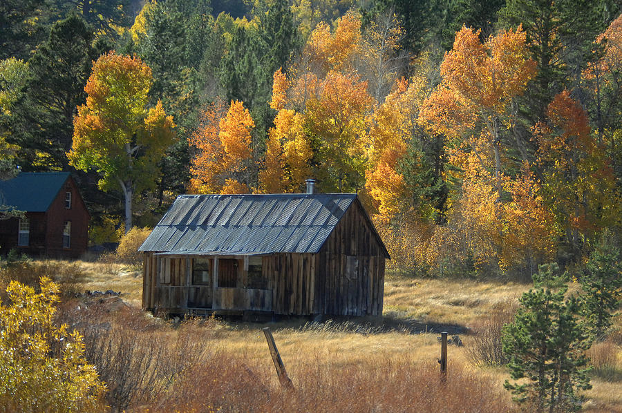 Old Cabin on Hwy 88, California Photograph by Bonnie Colgan