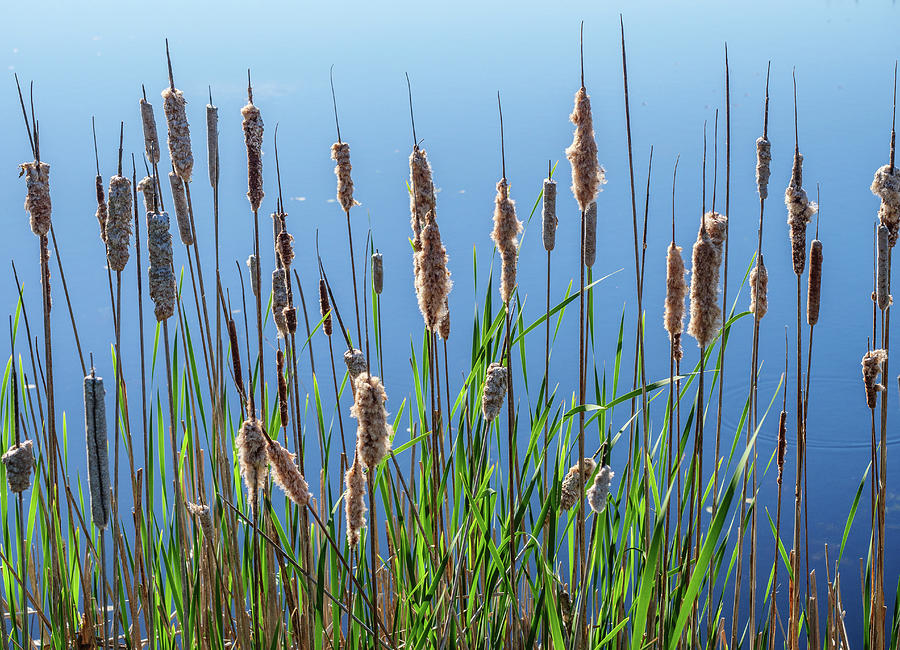 Old cattails and new spring growth with a backround of water ref Photograph by Rob Huntley