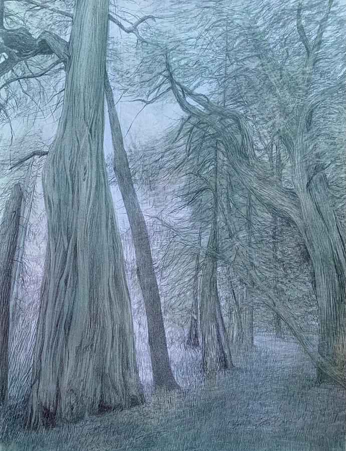 Old Cedar Trees Drawing By Mandy Johnson Pixels   Old Cedar Trees Mandy Johnson 