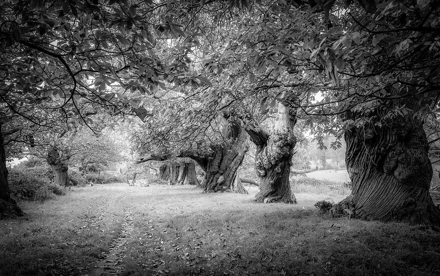 Old chestnut trees alley Photograph by Remigiusz MARCZAK