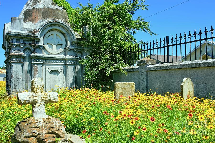 Old City Cemetery with Wild Daisies Photograph by Diana Mary Sharpton