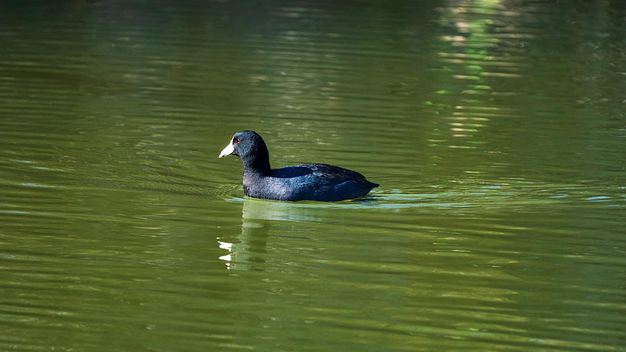 Old Coot Photograph by Phillip McGee - Fine Art America