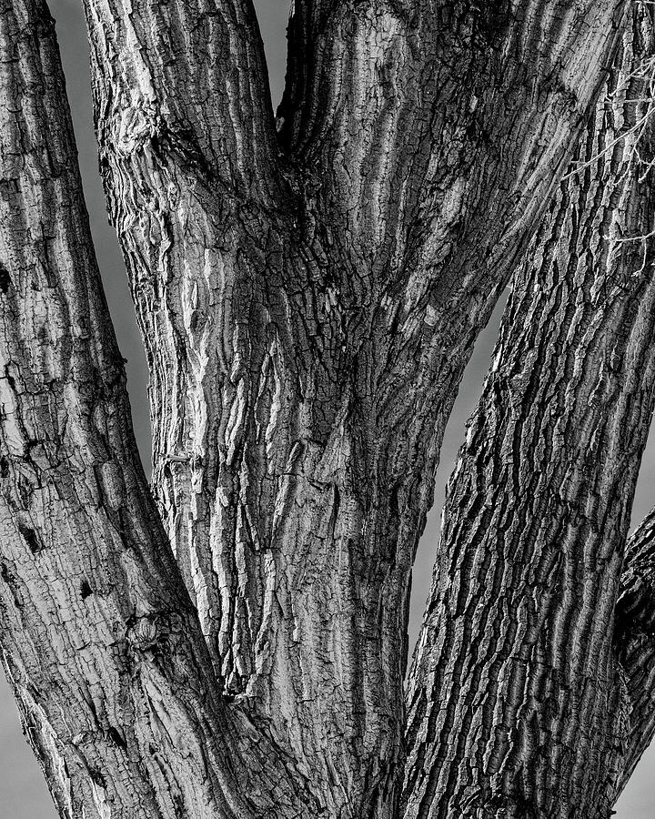 Old Cottonwood Tree Texture BW Photograph by James BO Insogna