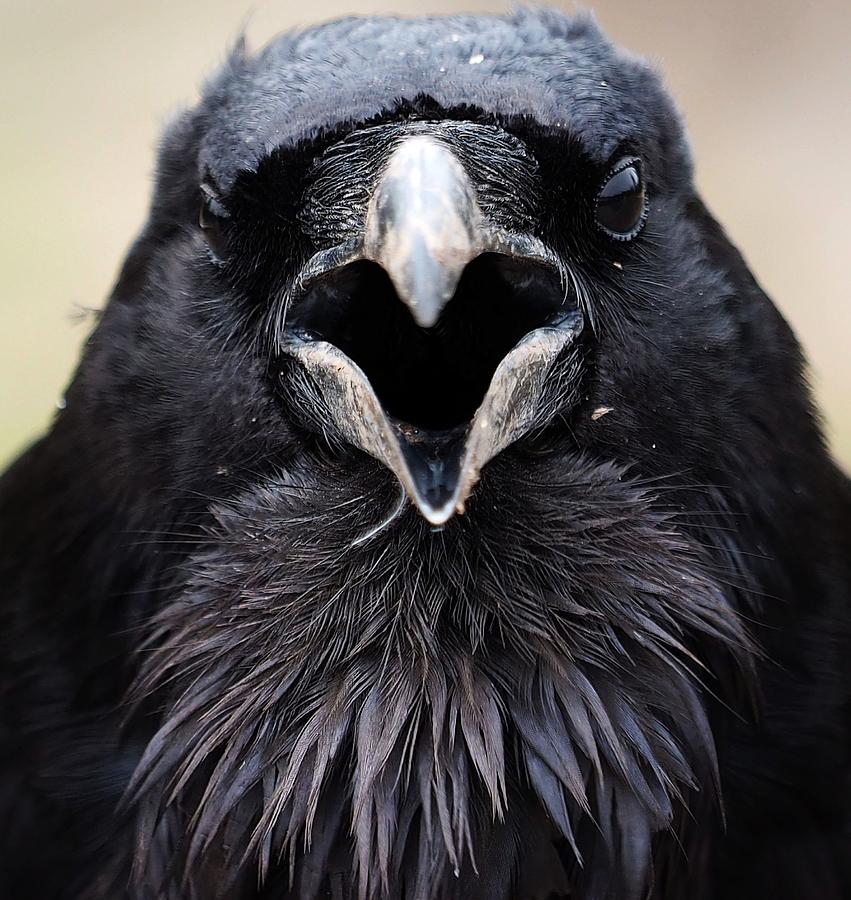 Old Crow Photograph by Jim Moser