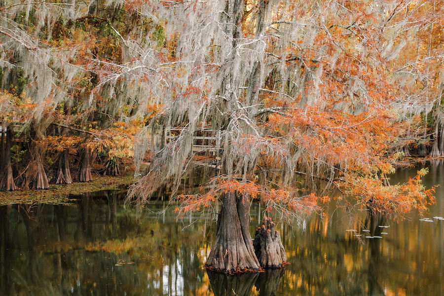 Old Cypress Photograph by Iris Greenwell