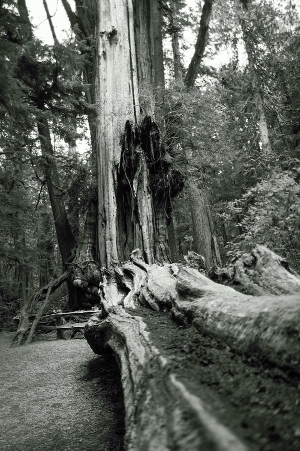 Old Dead Cedar Tree Photograph