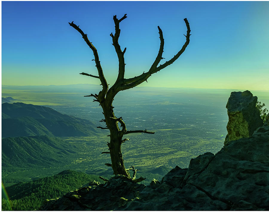 View Photograph - Old dead tree on top of the Sandia Mountains by Jeff Swan