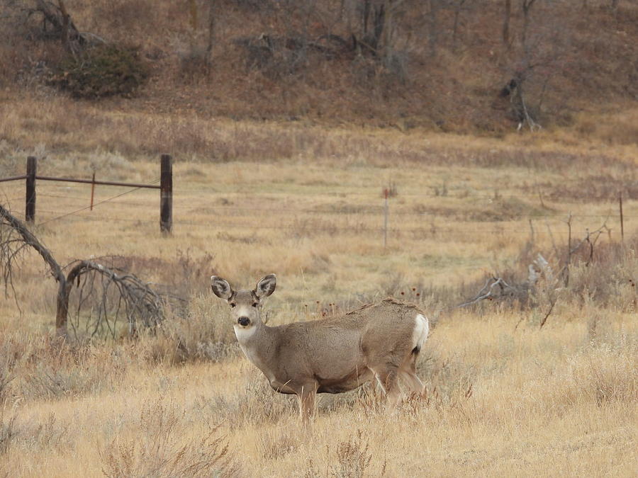 Old Doe Photograph by Amanda R Wright