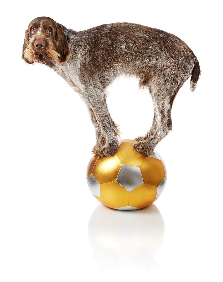 Old dog doing balance trick on ball Photograph by MediaProduction