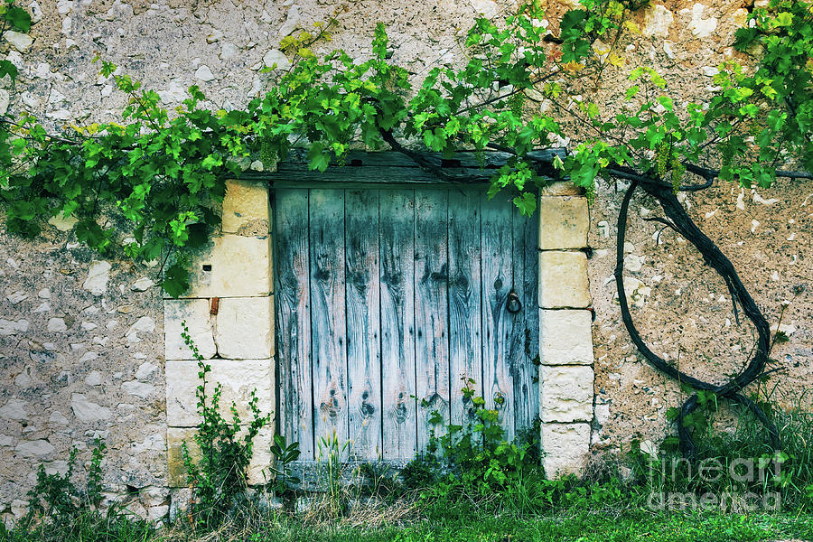 Old door with vine Photograph by Delphimages Photo Creations