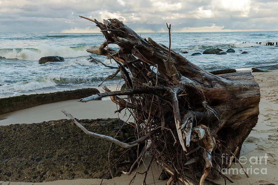 Old driftwoodon the shore Photograph by Marina Usmanskaya