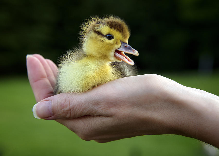 Old duck in hand Photograph by Karen Brodie