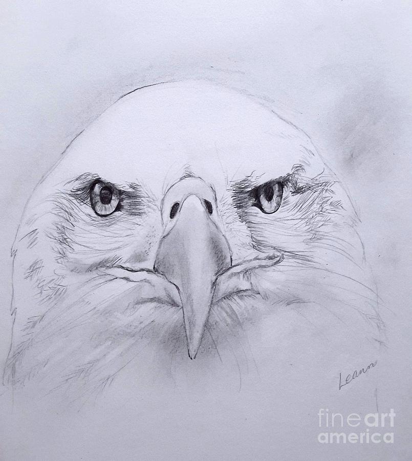 Old Eagle Eye Drawing by Leann Horrocks.
