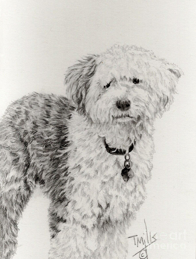 Old English Sheepdog 1 Drawing by Terri Mills