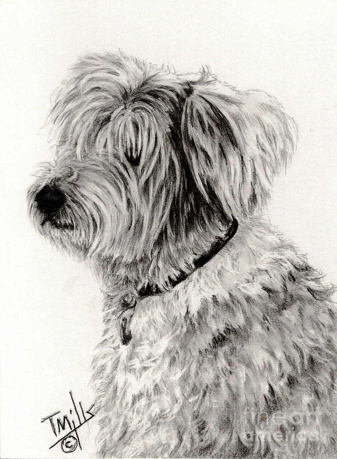 Dog Drawing - Old English Sheepdog 2 by Terri Mills