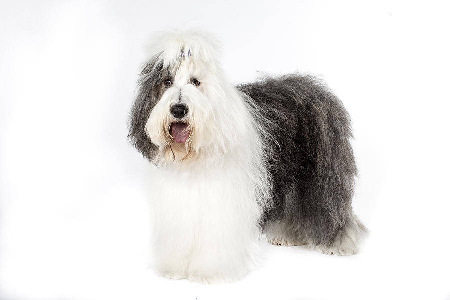 Old English sheepdog Photograph by Agency Animal Picture