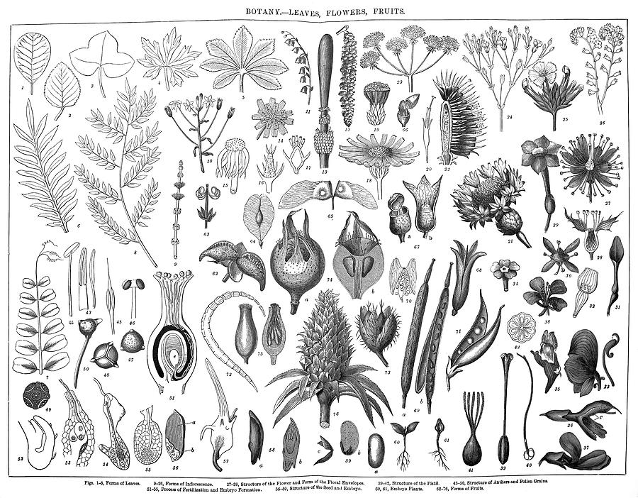 Old engraved illustration of a Botany - Leaves, Flowers, Fruits. Antique Illustration, Popular Encyclopedia Published 1894. Copyright has expired on this artwork Photograph by Mikroman6