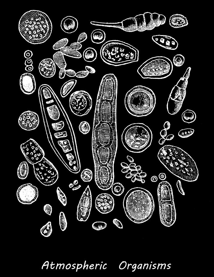 Old engraved illustration of atmospheric organism (bacterial genera) Photograph by Mikroman6
