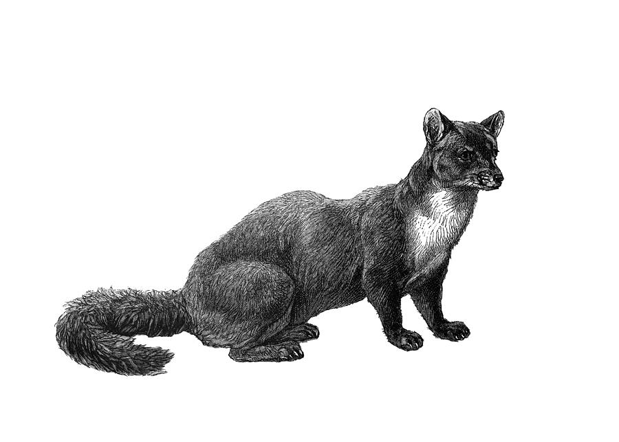 Old engraved illustration of The beech marten - Carnivorous Animal. Photograph by Mikroman6
