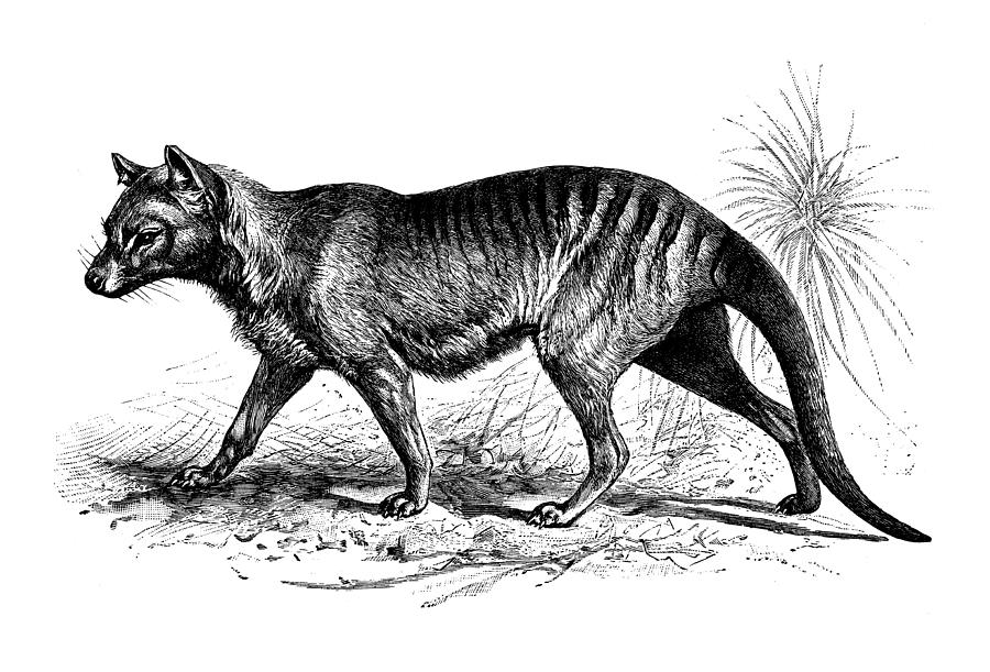 Old engraved illustration of The Tasmanian tiger, Tasmanian wolf, now extinct (Thylacinus cynocephalus) Photograph by Mikroman6