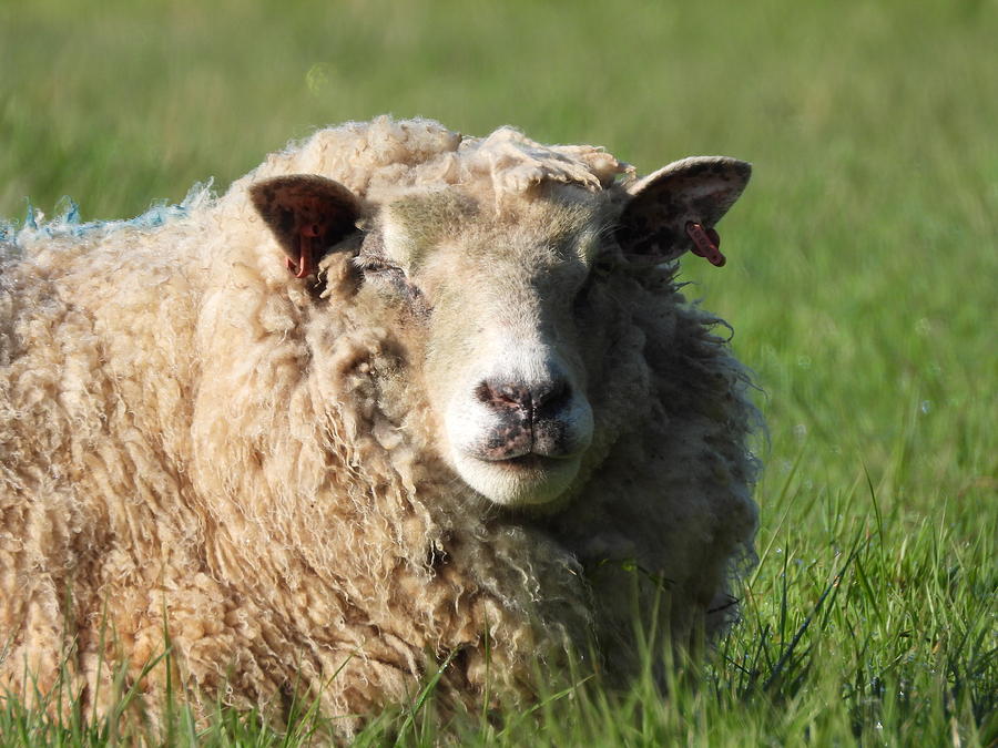 Old Ewe Photograph by Kevin Thomas - Fine Art America