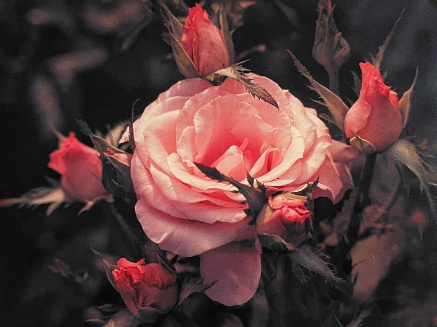 Old Faded Rose Photograph by Beverly Read