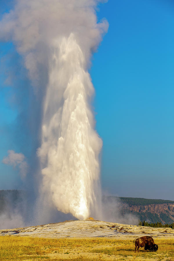 Old Faithful and Bison Photograph by Greg Mikolai - Fine Art America