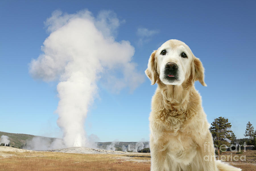 Old Faithful Dog Photograph by Warren Photographic Old Faithful Dog Photograph by Warren Photographic
