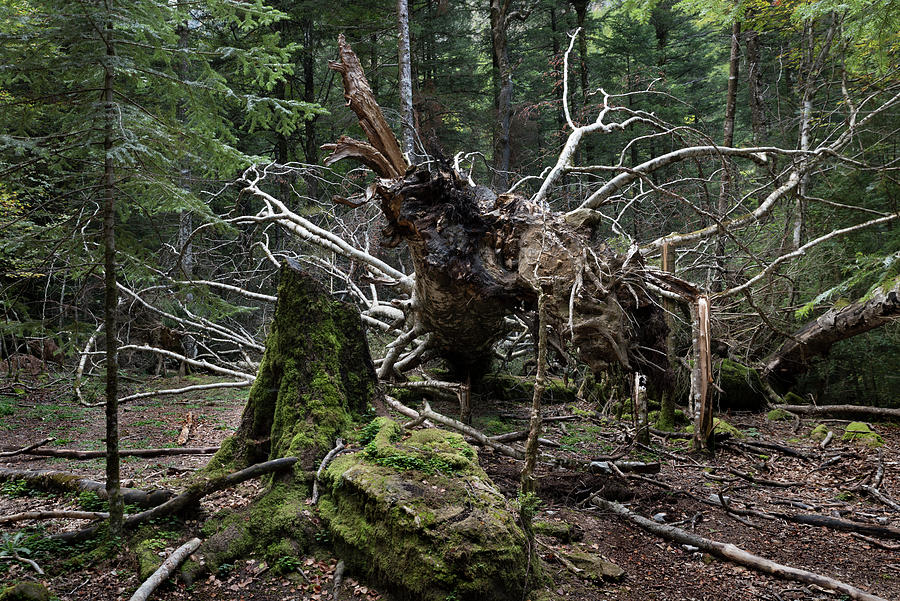 Old fallen tree in the forest Photograph by RicardMN Photography