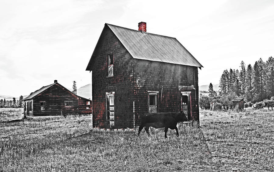  Old Farm And A Old Cow. Digital Art by Fred Loring