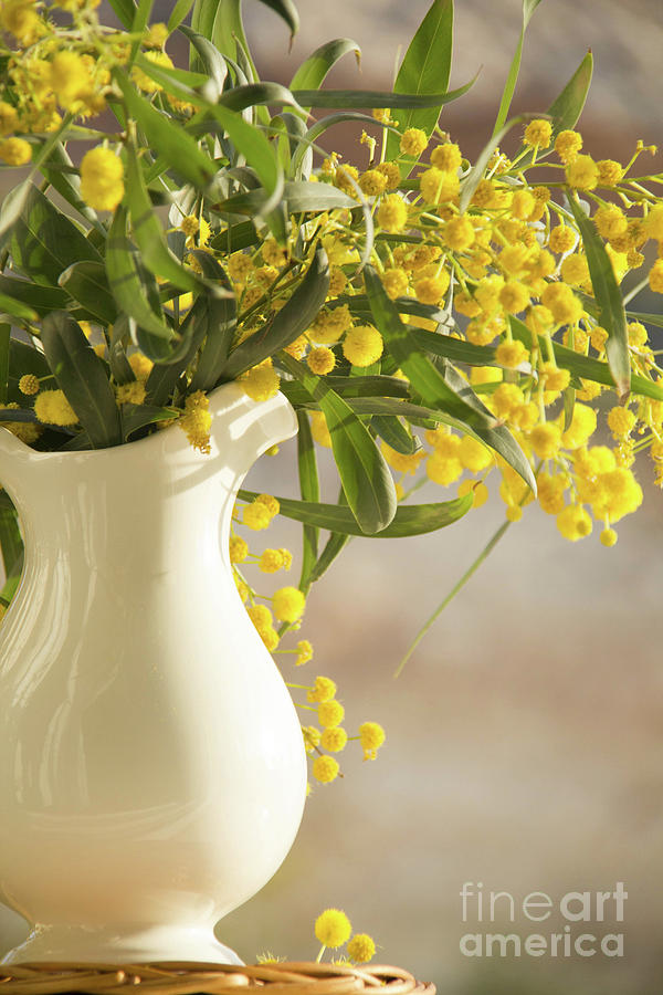 Old Fashion Pitcher With Yellow Spring Mimosa On The Window Photograph