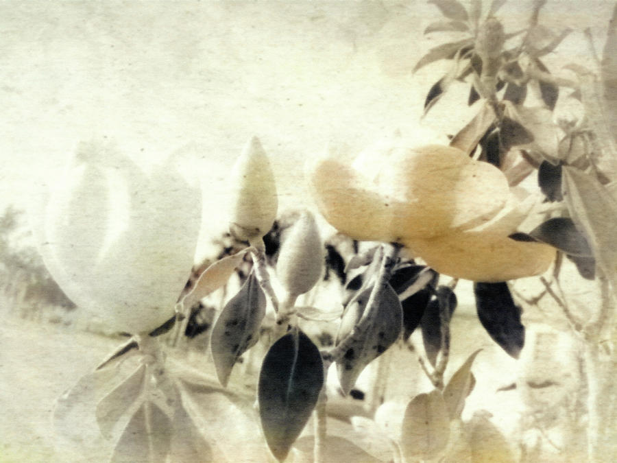 Old Fashioned Magnolia Blooms Mixed Media