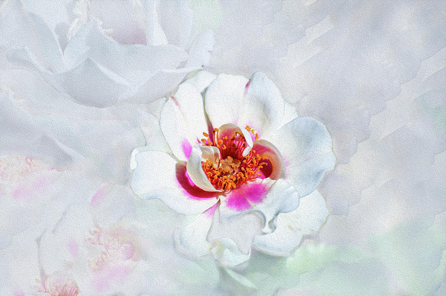 Old Fashioned Quilted Rose Photograph by Tracie Fernandez | Fine Art ...