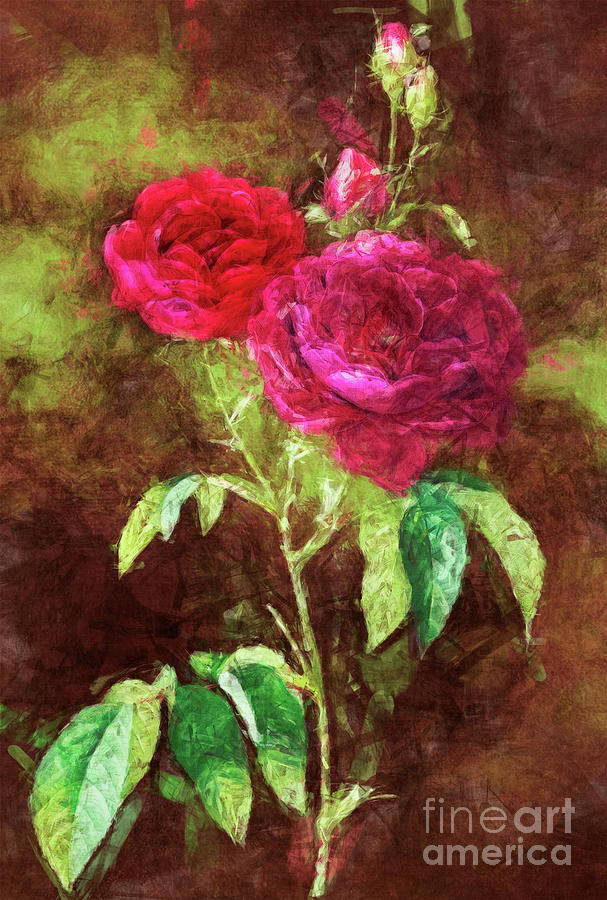 Old Fashioned Roses Digital Art by Judi Bagwell